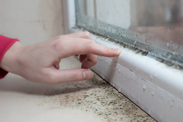 Best Post-Construction Mold Inspection  in Yankton, SD